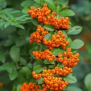 ΠΥΡΑΚΑΝΘΟΣ – Pyracantha coccinea - 2